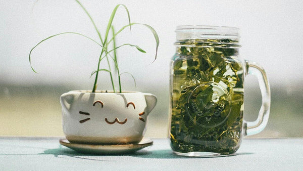 Benefits Of Green Tea For Skin - DeBelle Cosmetix Online Store